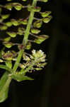 Field pepperweed